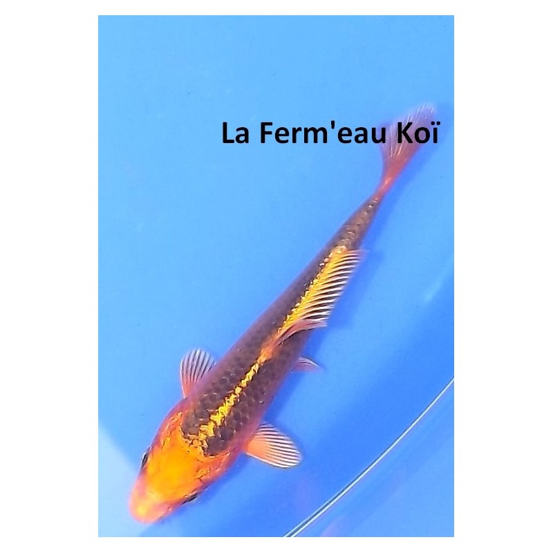 Tosaï : Matsuba d'Ikarashi Ozumi