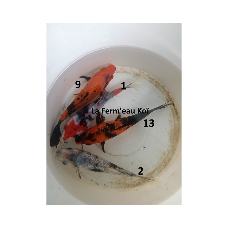 Tosaï : les 4 dernières Showa et Ginrin Showa Hirasawa