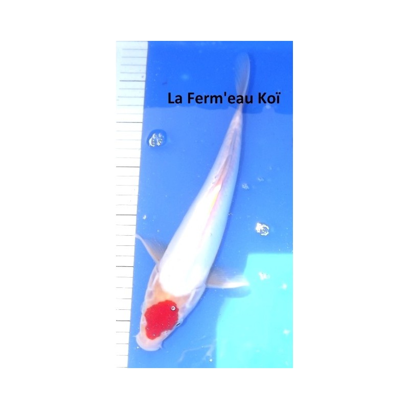 Jumbo Tosaï - Tateshita : Doitsu Tancho Kohaku Maruhide