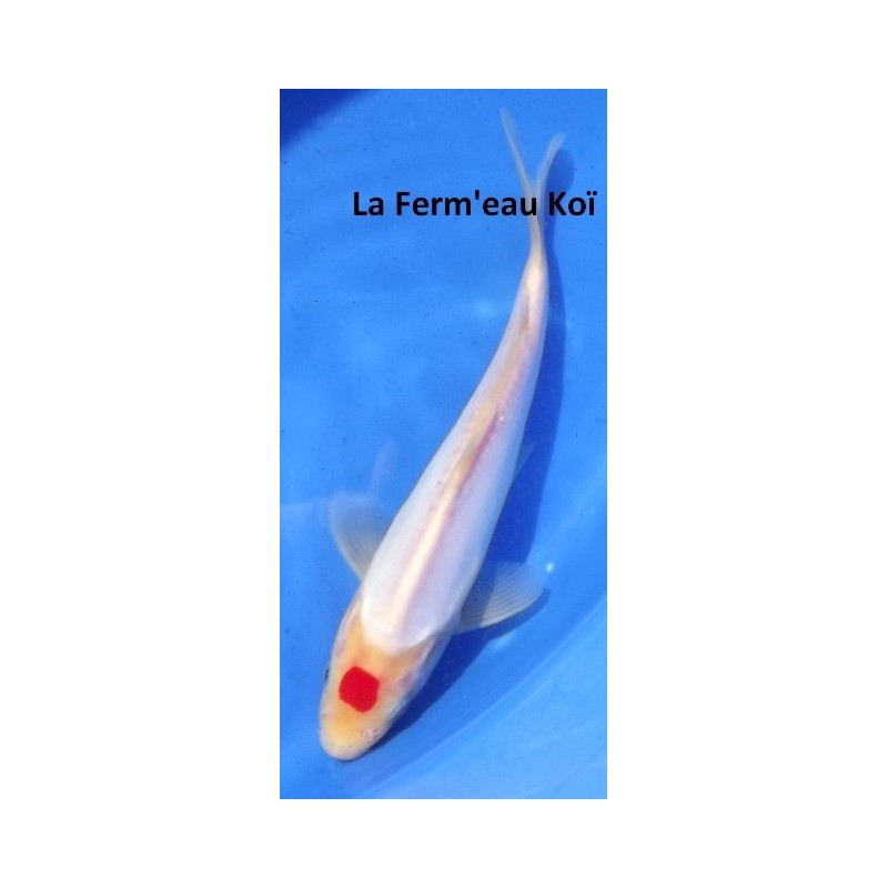 Jumbo Tosaï - Tateshita : Doitsu Tancho Kohaku Maruhide