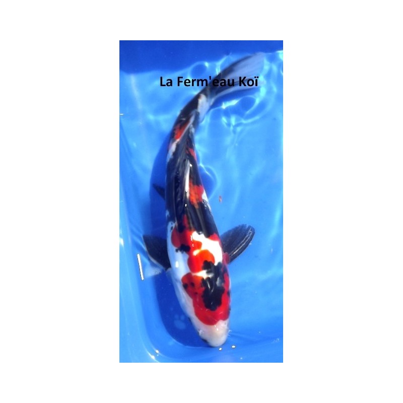 Jumbo Tosaï - Tateshita : Doitsu Showa Maruhide