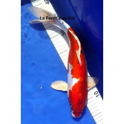 Doitsu Yamatonishiki 35 - 40 cm