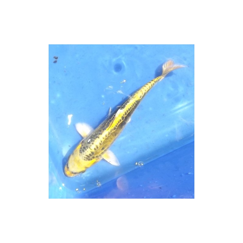 Doitsu Ki Ghost 20-25 cm