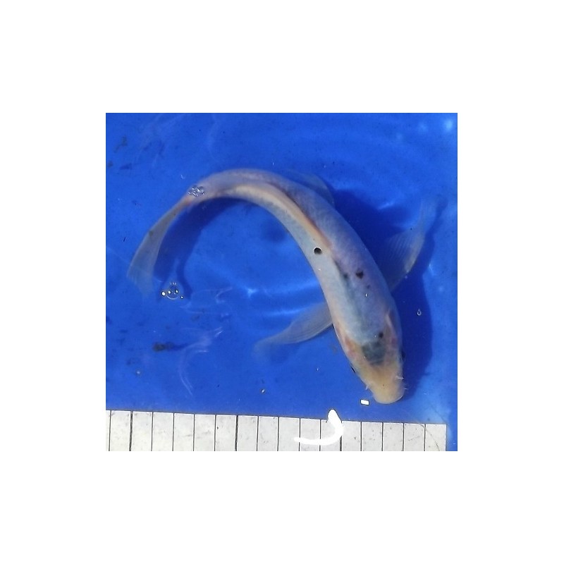 Asagi voile 20-25 cm