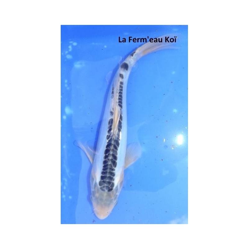 shusui bleu mâle 30-35 cm