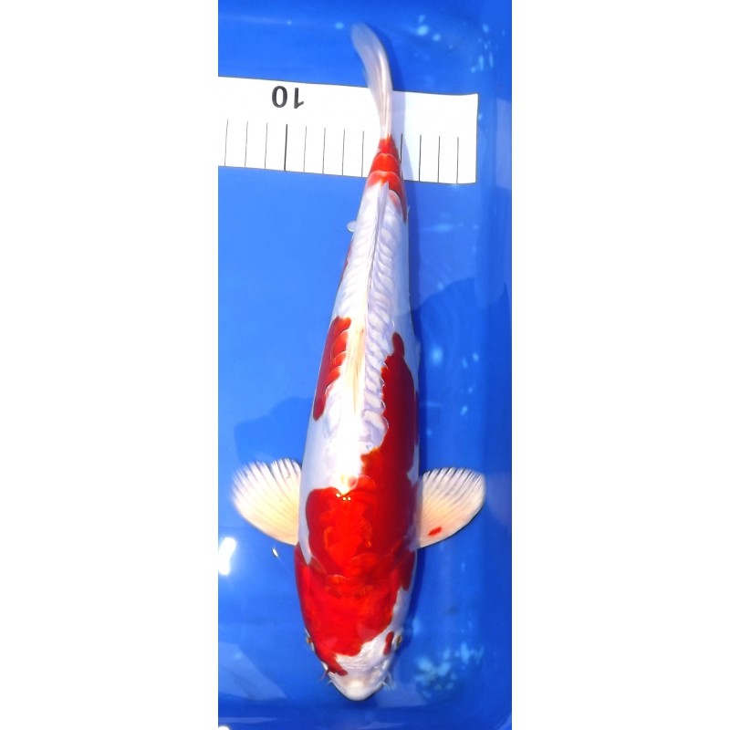 Kikusui 30-35 cm YAGENJI