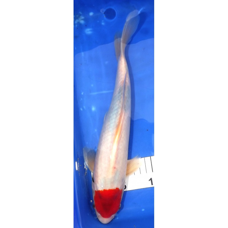 Showa 30-35 cm MARUDO