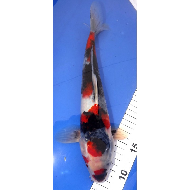 Showa 30-35 cm YAGENJI