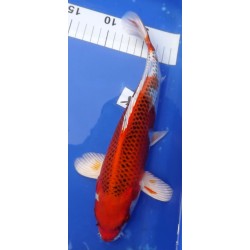 Kujaku 30-35cm KANEKO