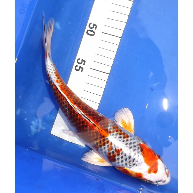 Kujaku 25-30 cm KANEKO