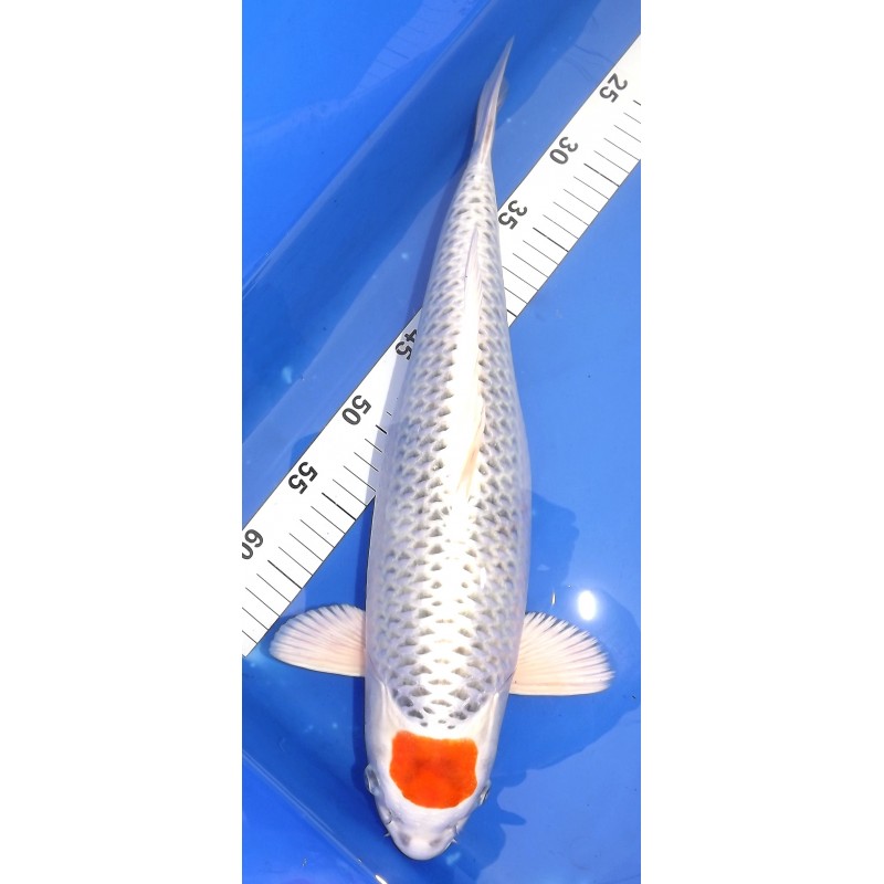 Tancho Kujaku 46cm YAGENJI