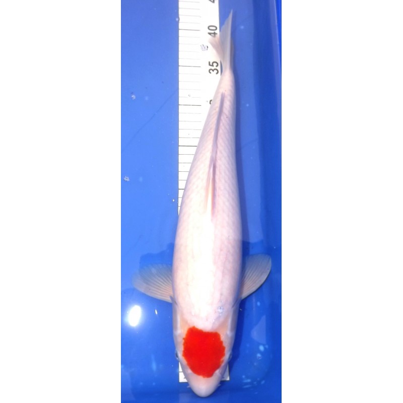 Tancho Kohaku 42 cm MIYA