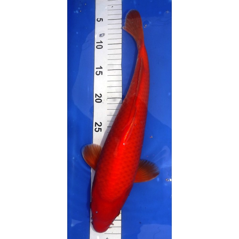 Benigoï 30-35 cm HIRASAWA