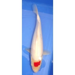 Tancho Kohaku 35-40 cm IZUMIYA
