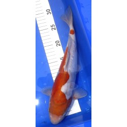 Doitsu Ochiba 30-35cm IKARASHI OZUMI