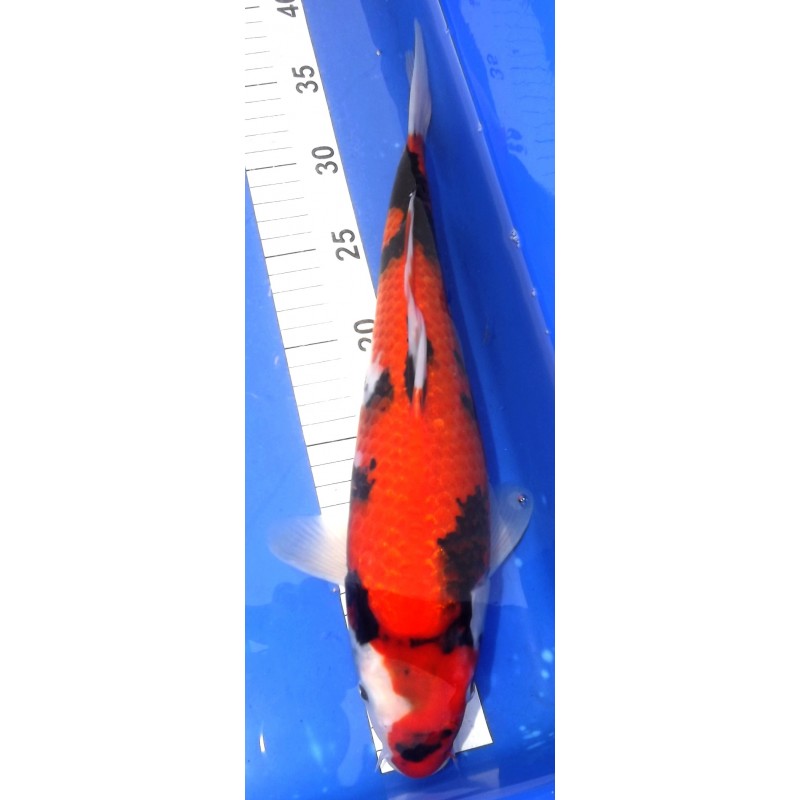 Hi Showa 35-40 cm KAZE