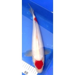 Maruten Kohaku 35-40 cm MARUDO