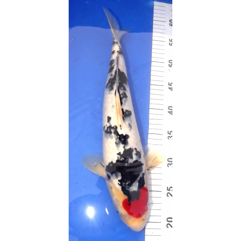 Tancho Sanke 42 cm IZUMIYA