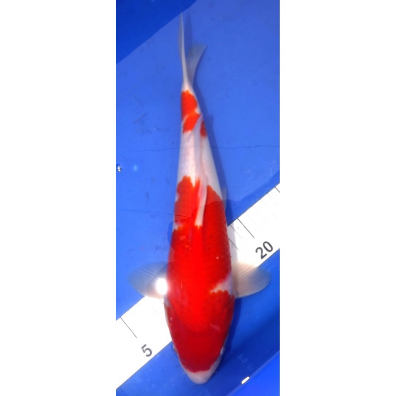 Kohaku 35cm Mâle Marudo