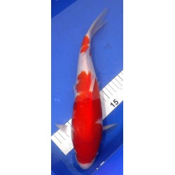 Kohaku 35cm Mâle Marudo