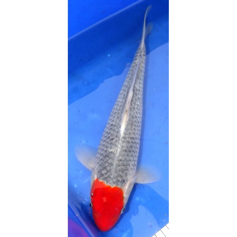 Menkaburi Goshiki 35-40cm YAGENJI