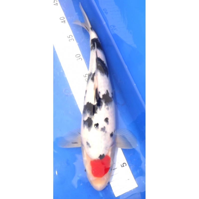 Tancho Sanke 42cm IZUMIYA