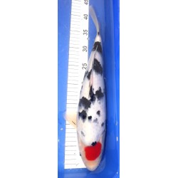 Tancho Sanke 42cm IZUMIYA