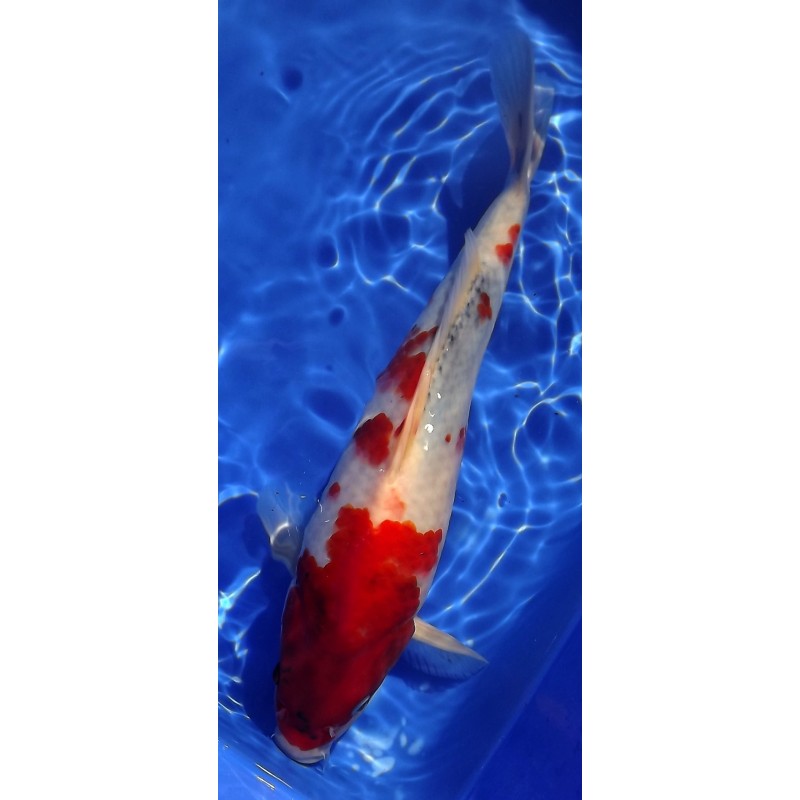 Showa 30-35cm Hirasawa