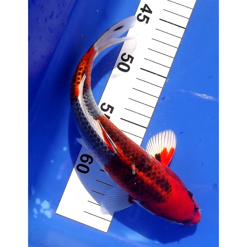 Kujaku 25-30cm HIRASAWA