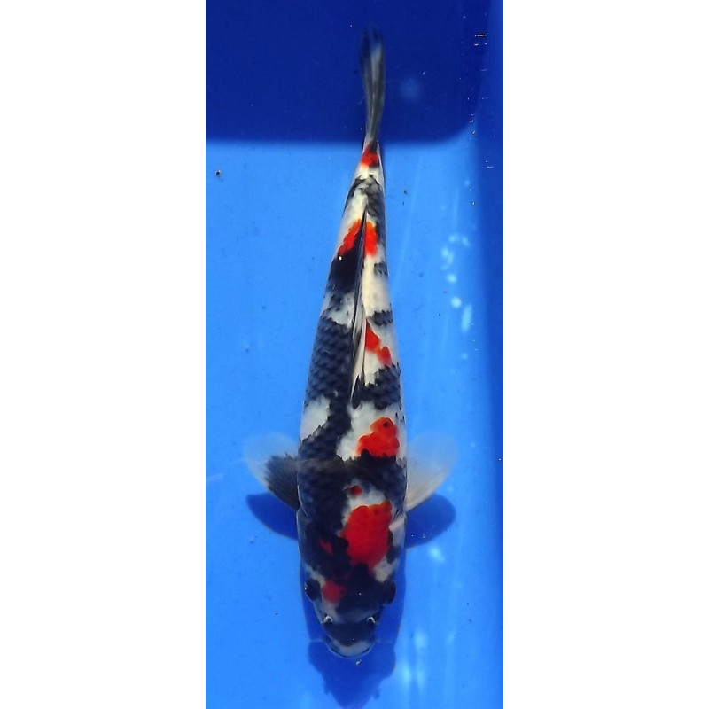 Showa 20-25cm Hirasawa