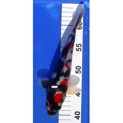 Showa 20-25cm Hirasawa