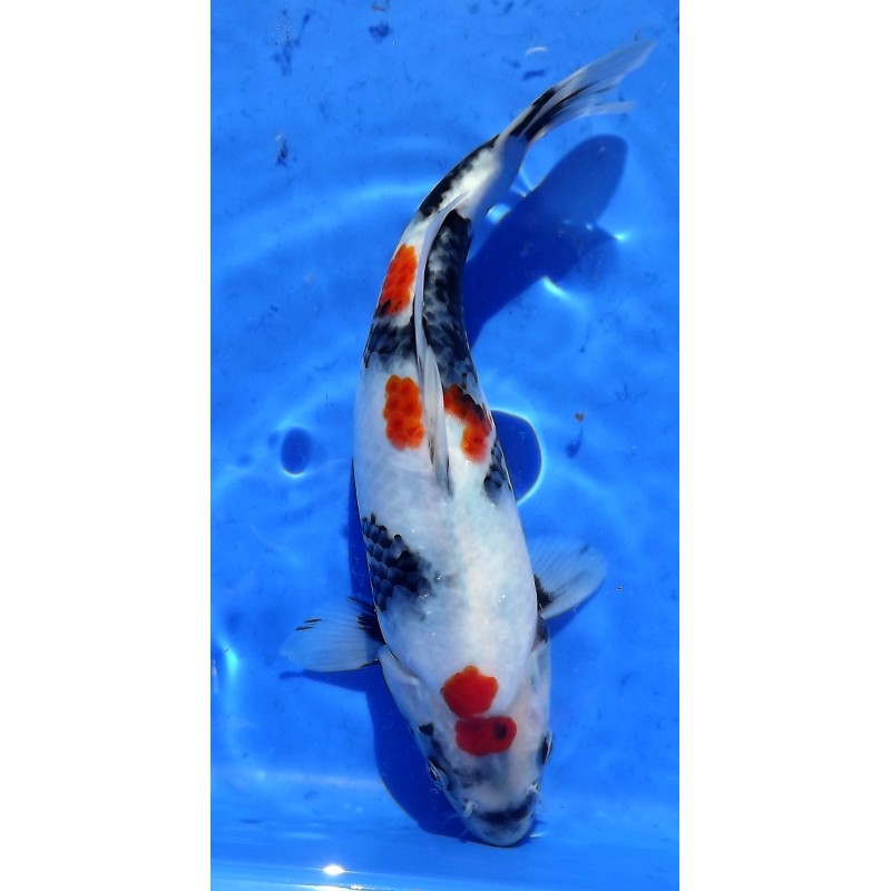 Tancho Showa 25-30cm Hirasawa