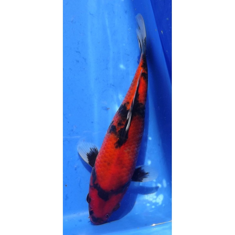 Hi Showa 20-25cm Hirasawa