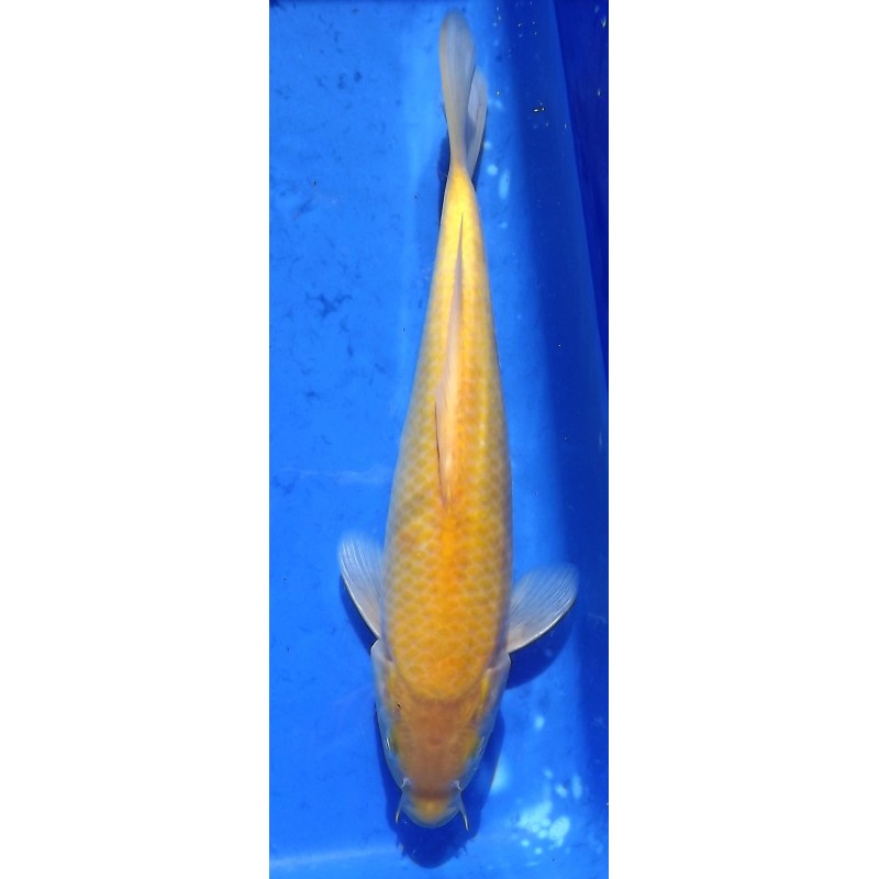 Karashigoï 30-35cm HIRASAWA