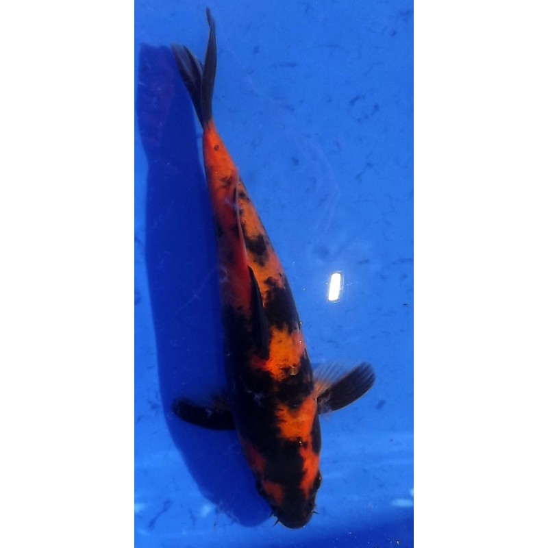 Hi Utsuri 20-25cm Hirasawa