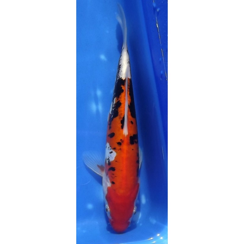 Beni Kumonryu 20-25cm KAWAKAMI