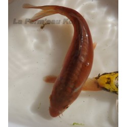 doitsu chagoï 20-25 cm