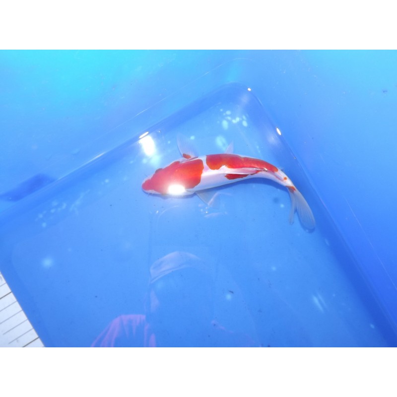 Doitsu Kohaku 20-25cm MARUHIDE