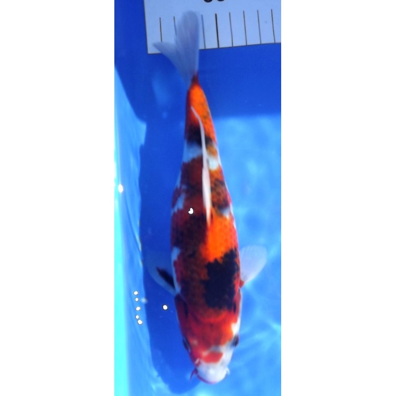 Goromo Showa 25-30cm HIRASAWA