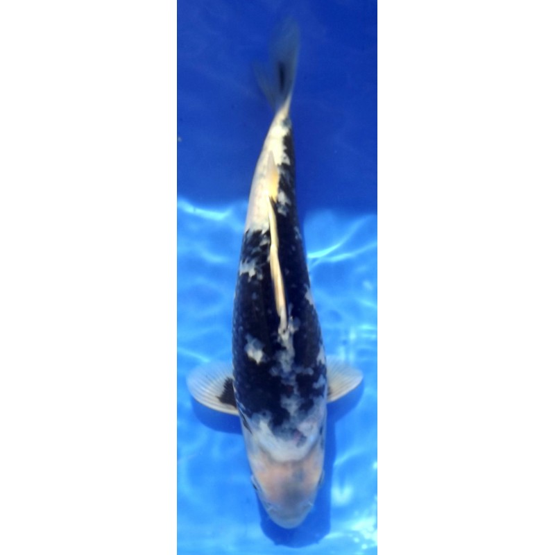 Shiro Utsuri 30-35cm HIRASAWA