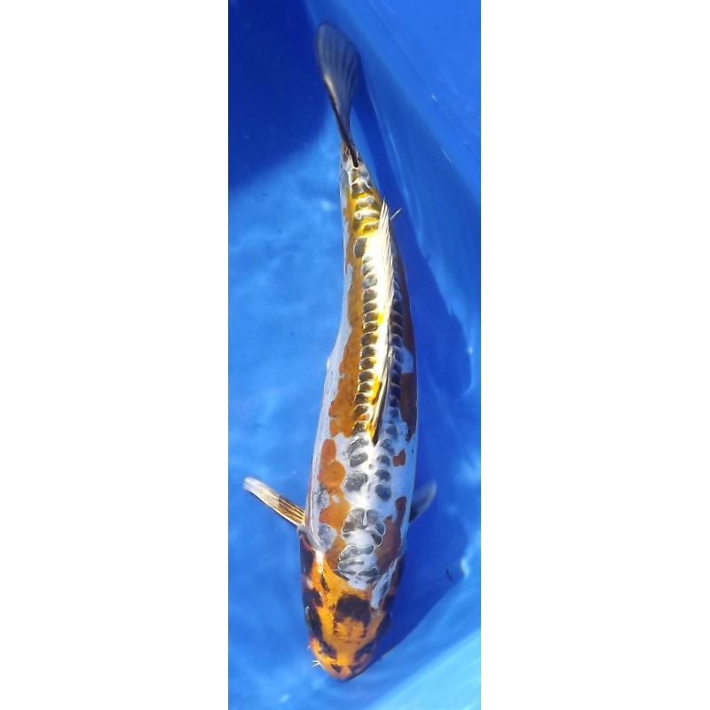 Ki Kikokuryu 25-30cm IKARASHI OZUMI