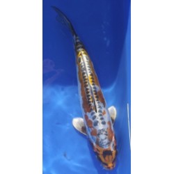 Ki Kikokuryu 25-30cm IKARASHI OZUMI