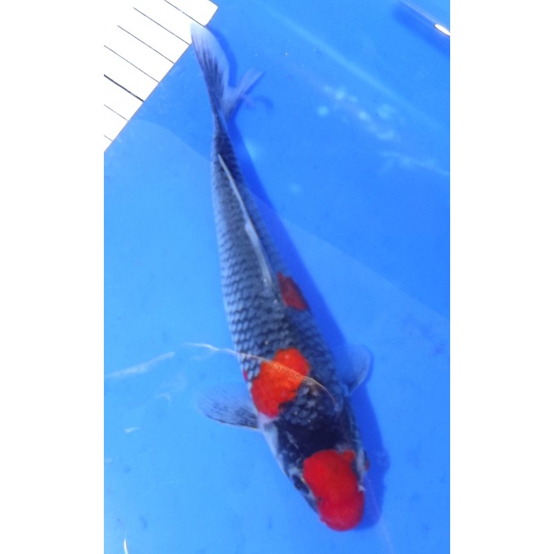 Goshiki 18-20cm IKARASHI OZUMI