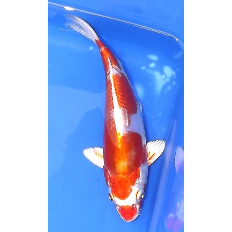 Kikusui18-20cm IKARASHI OZUMI