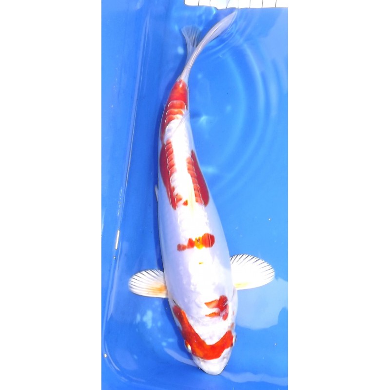 Kikusui 25-30cm OOFUCHI