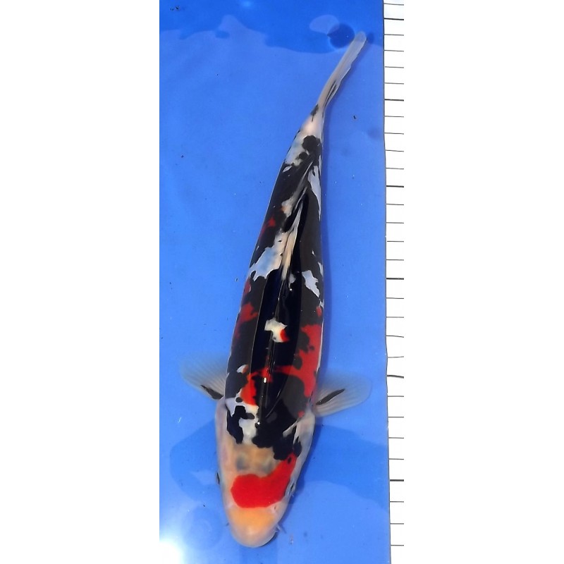 Doitsu Showa 25-30cm MARUHIDE