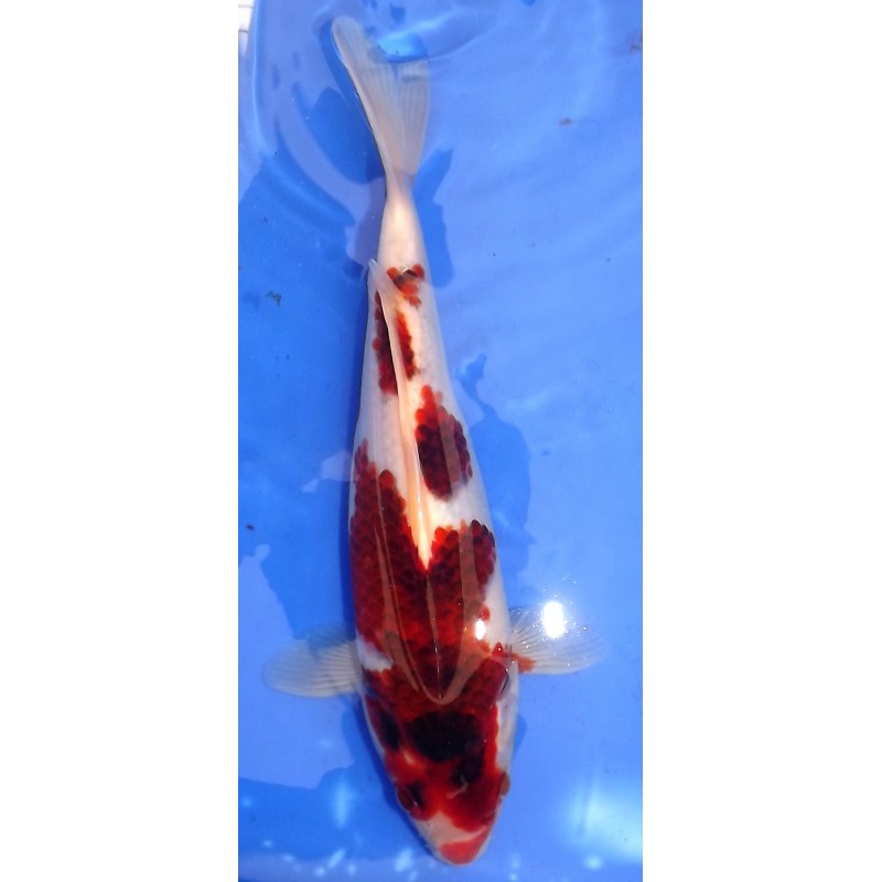 Goromo 30-35cm OOFUCHI