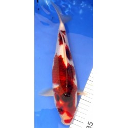 Goromo 30-35cm OOFUCHI