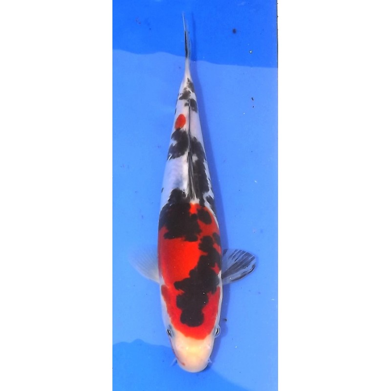 Doitsu Sanke 20-25cm MARUHIDE