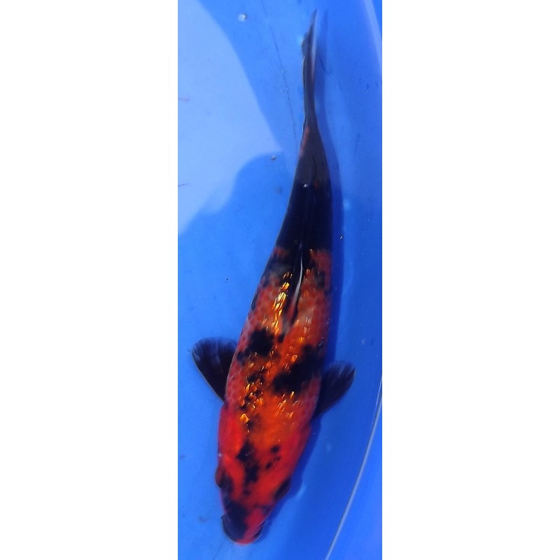 Ginrin Showa 20-25cm HIRASAWA